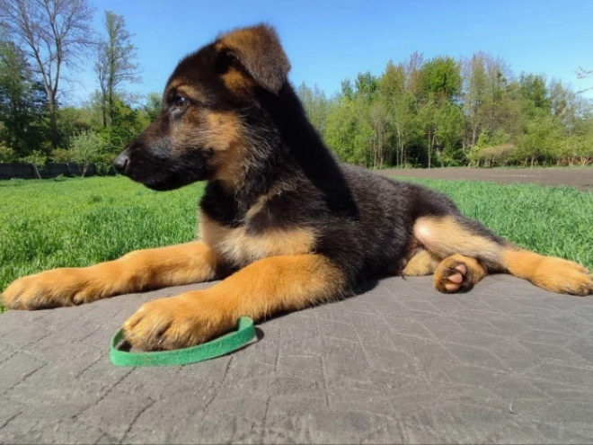 Deutscher Schäferhund Welpe kaufen