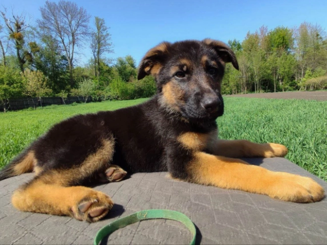 Deutscher Schäferhund Welpe kaufen