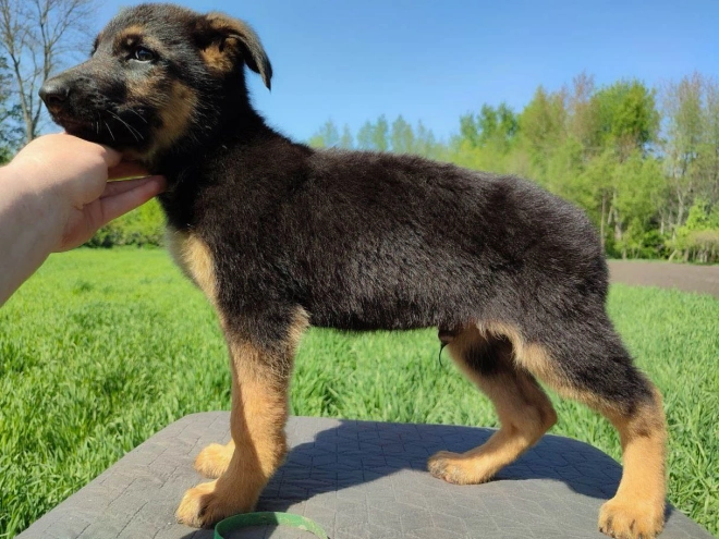 Deutscher Schäferhund Welpe kaufen