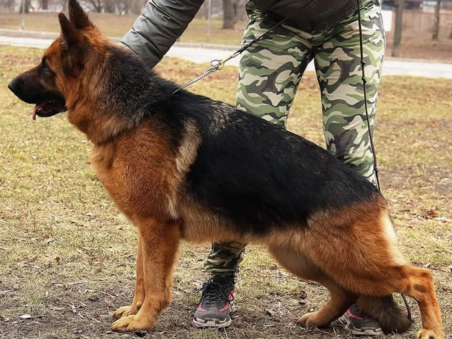 Deutscher Schäferhund Welpe kaufen
