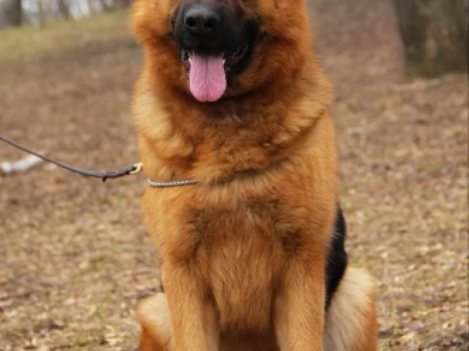 Deutscher Schäferhund Welpe kaufen