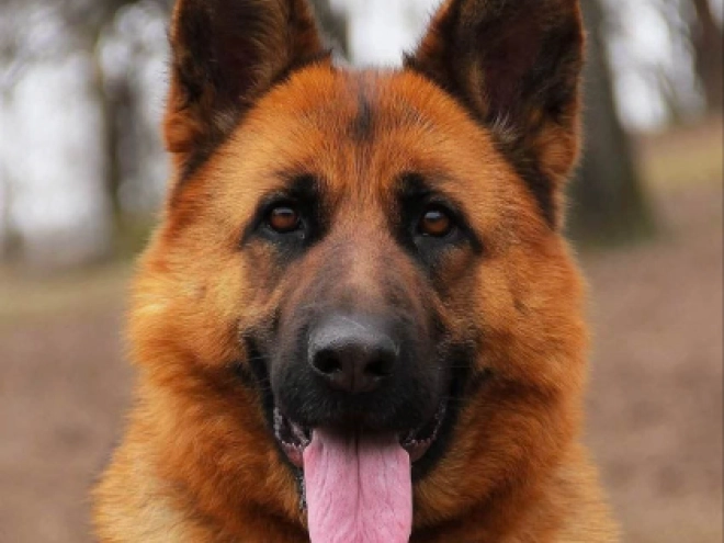 Deutscher Schäferhund Welpe kaufen