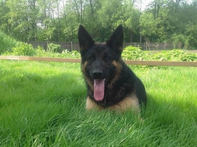 Deutscher Schäferhund Welpe kaufen