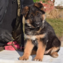 Deutscher Schäferhund Welpe zu verkaufen