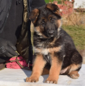 German Shepherd Dog puppy for sale