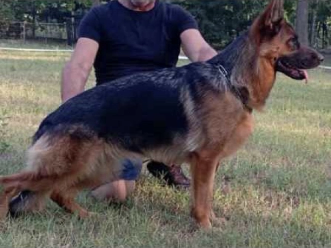 German Shepherd Dog puppy for sale