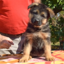 Emily, black and tan German Shepherd Dog for sale