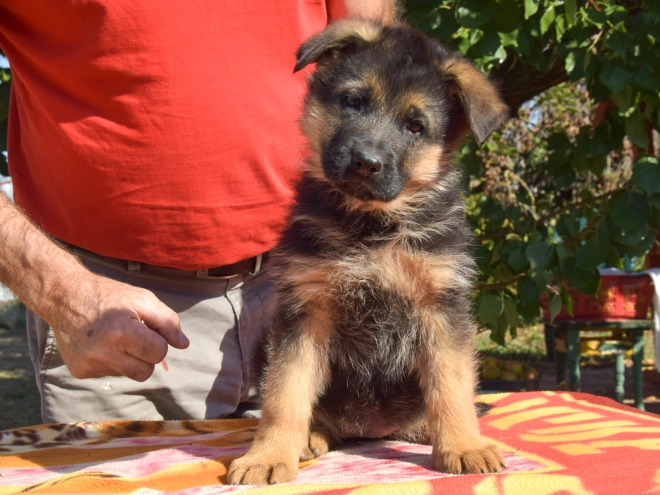 German Shepherd Dog puppy for sale