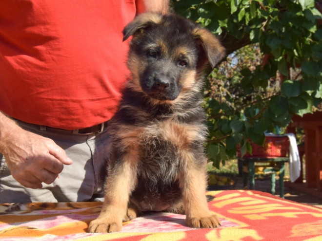 German Shepherd Dog puppy for sale
