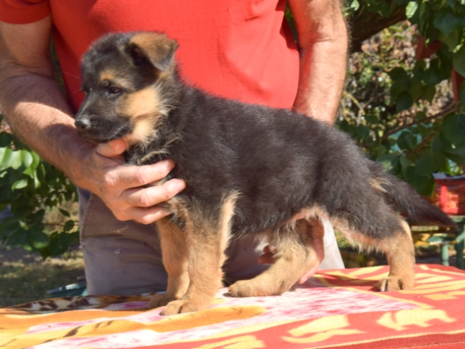 German Shepherd Dog puppy for sale