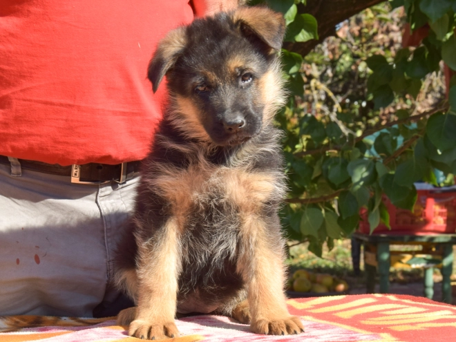 German Shepherd Dog puppy for sale