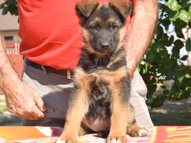 Deutscher Schäferhund Welpe kaufen