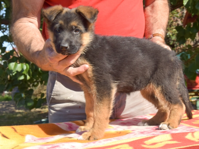Deutscher Schäferhund Welpe kaufen