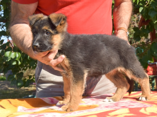 Deutscher Schäferhund Welpe kaufen