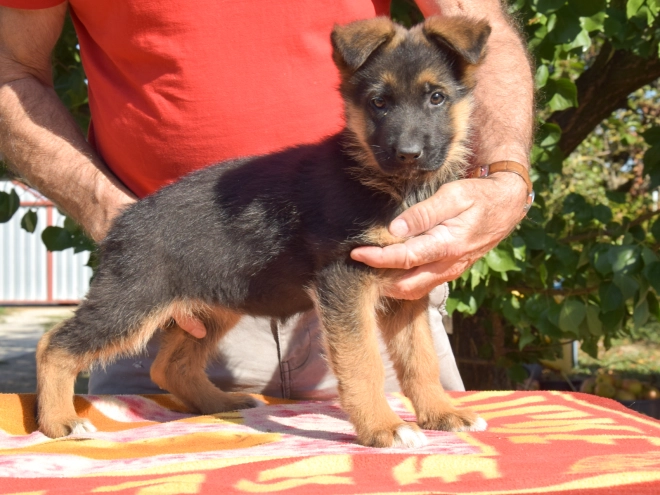 Deutscher Schäferhund Welpe kaufen