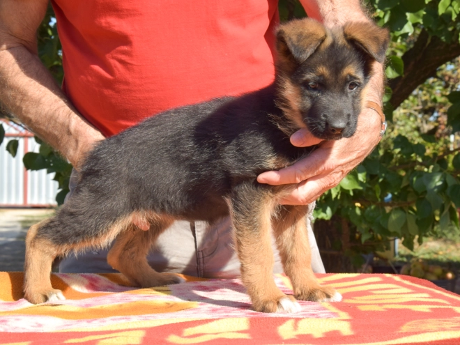 Deutscher Schäferhund Welpe kaufen