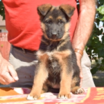 Elektra, black and tan German Shepherd Dog for sale
