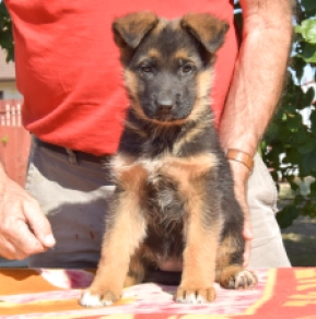 Deutscher Schäferhund Welpe kaufen