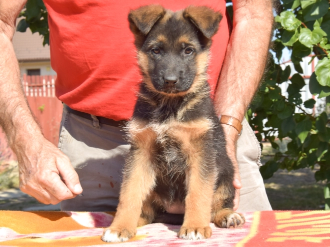 Deutscher Schäferhund Welpe kaufen