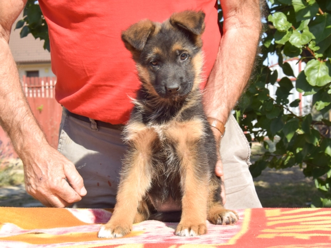 Deutscher Schäferhund Welpe kaufen