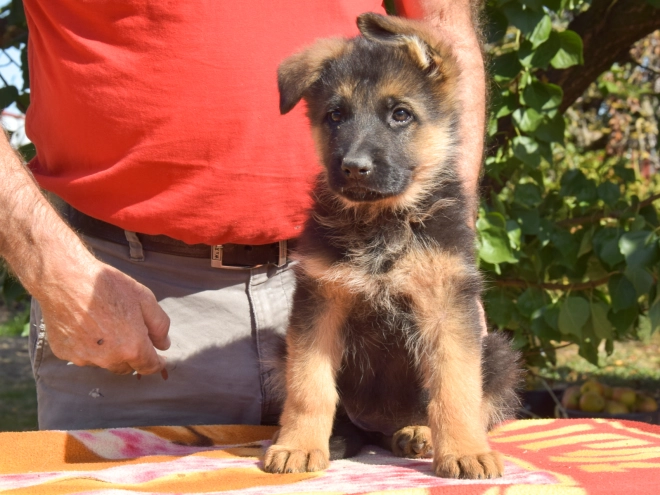 German Shepherd Dog puppy for sale