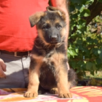 Elsa, black and tan German Shepherd Dog for sale