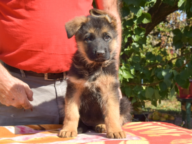German Shepherd Dog puppy for sale