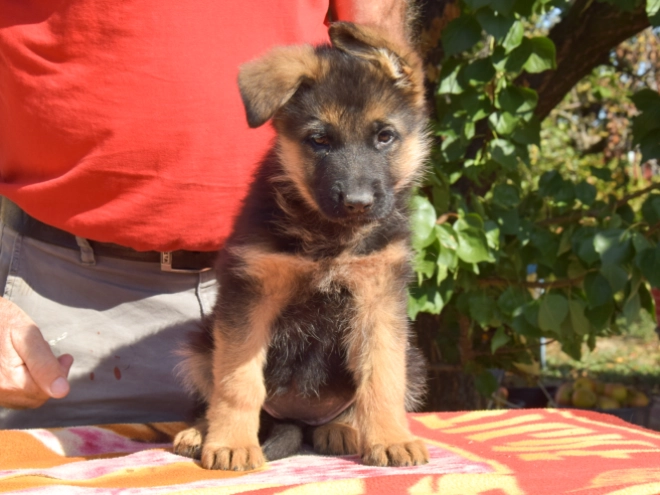 German Shepherd Dog puppy for sale