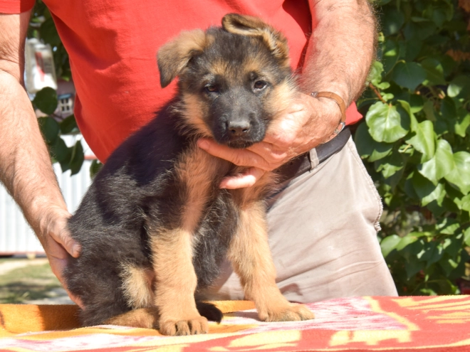 German Shepherd Dog puppy for sale