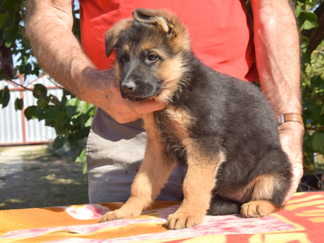 German Shepherd Dog puppy for sale