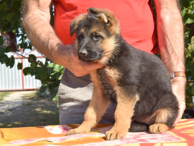 German Shepherd Dog puppy for sale