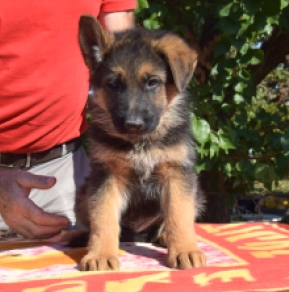 German Shepherd Dog puppy for sale