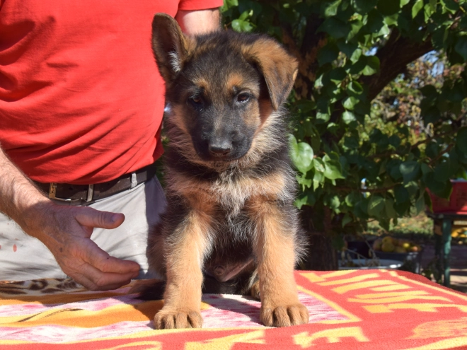 German Shepherd Dog puppy for sale
