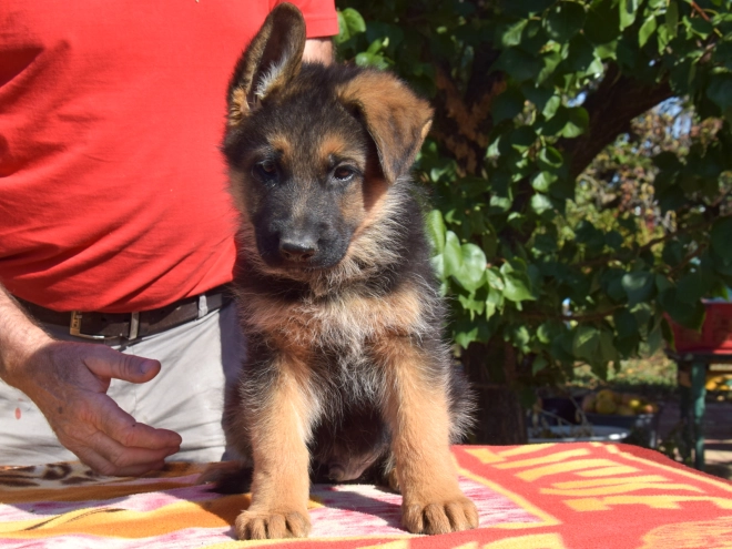 German Shepherd Dog puppy for sale