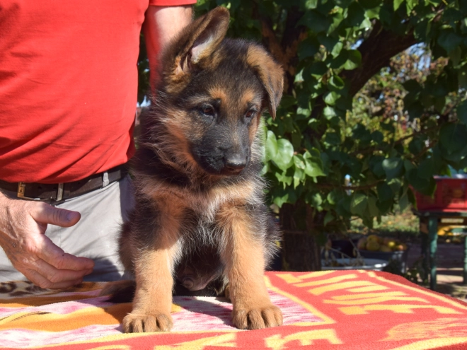 German Shepherd Dog puppy for sale