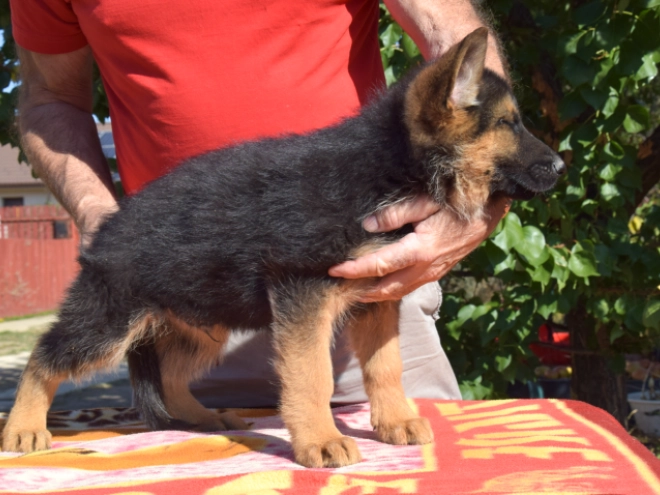 German Shepherd Dog puppy for sale