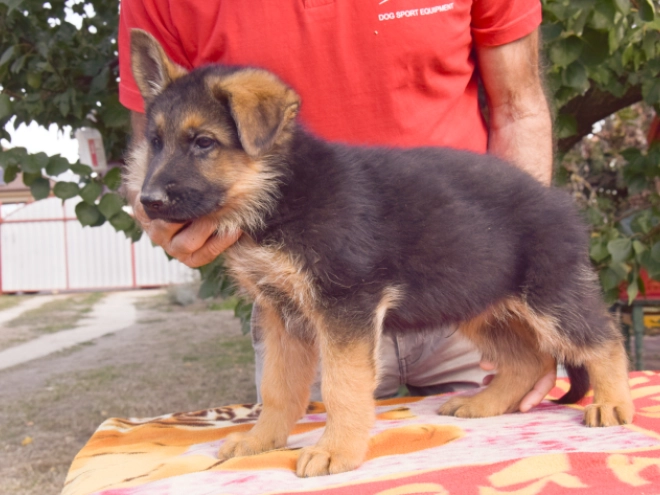 German Shepherd Dog puppy for sale