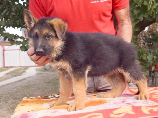 German Shepherd Dog puppy for sale