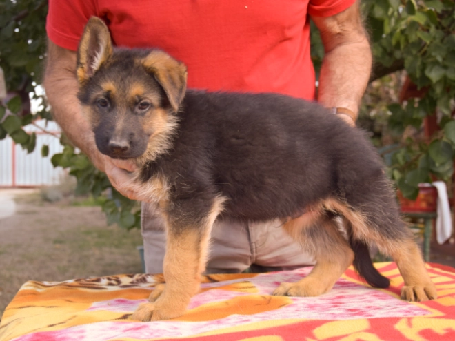 German Shepherd Dog puppy for sale