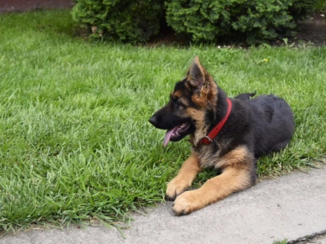 German Shepherd Dog puppy for sale