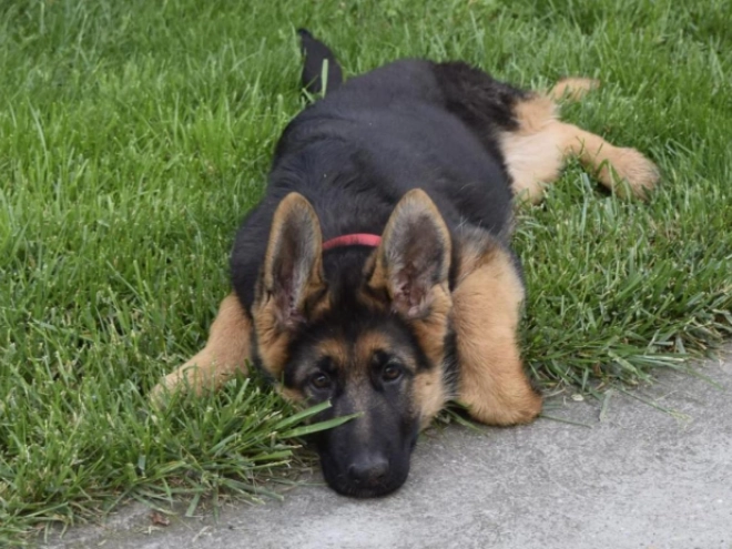 German Shepherd Dog puppy for sale