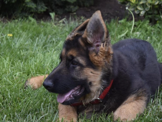 German Shepherd Dog puppy for sale