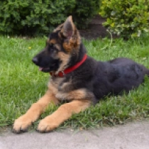 Freia, black and tan Pastor Alemán en venta