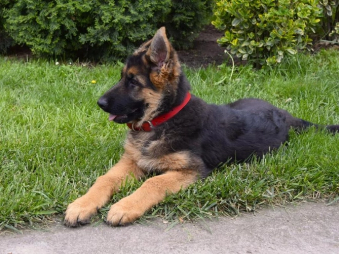 German Shepherd Dog puppy for sale