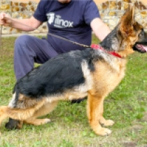 Freia, black and tan German Shepherd Dog for sale
