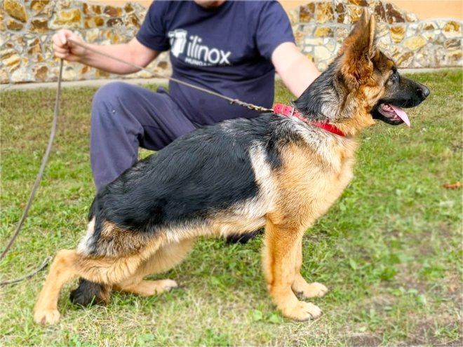 German Shepherd Dog puppy for sale