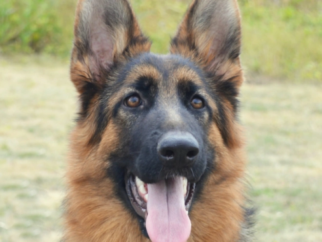 German Shepherd Dog puppy for sale