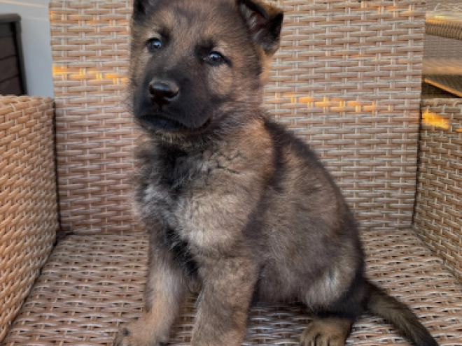 German Shepherd Dog puppy for sale