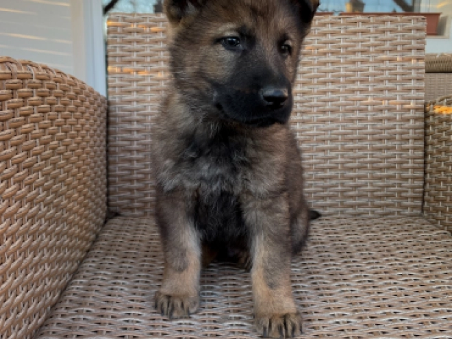 German Shepherd Dog puppy for sale