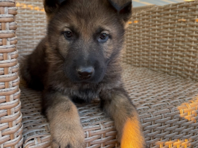 German Shepherd Dog puppy for sale
